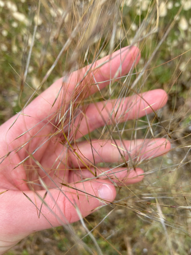 Austrostipa elegantissima observed 2026-10-24