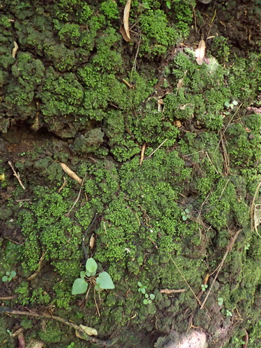 Fissidens observed 2026-10-24