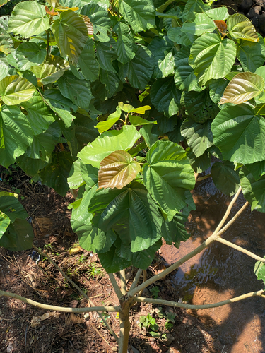 Ficus auriculata observed 2026-10-24