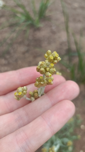 Helichrysum luteoalbum observed 2026-10-24