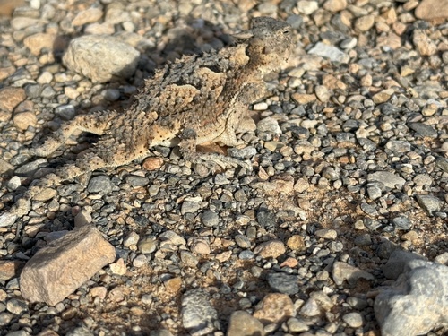 Phrynosoma platyrhinos, 2026-10-18