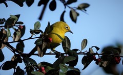 Zosterops anderssoni