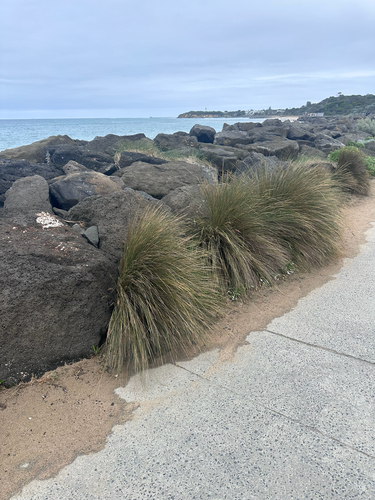 Austrostipa stipoides observed 2026-10-24