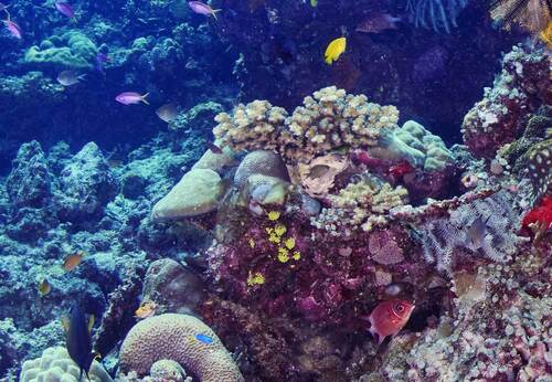Chromis atripes observed 2026-10-10