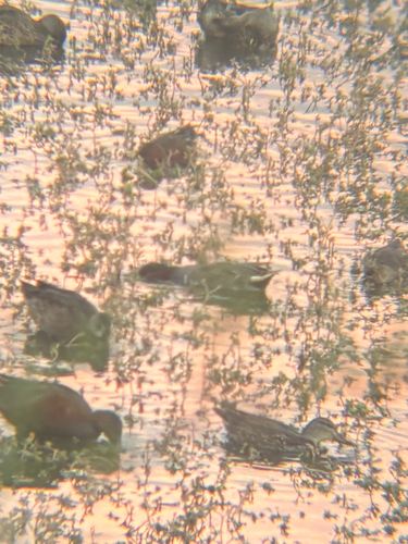 Green-winged Teal photograph by the iNaturalist community