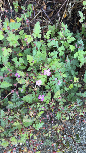 Herb Robert photograph by the iNaturalist community