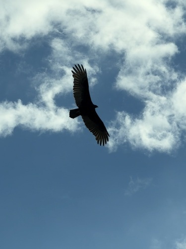 Turkey Vulture photograph by the iNaturalist community