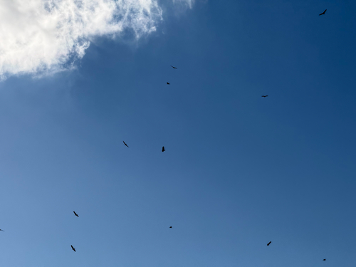 Turkey Vulture photograph by the iNaturalist community