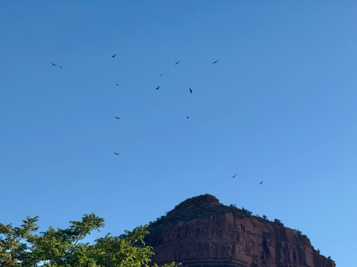 Turkey Vulture photograph by the iNaturalist community