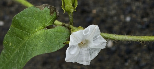 Ipomoea biflora observed 2026-10-24