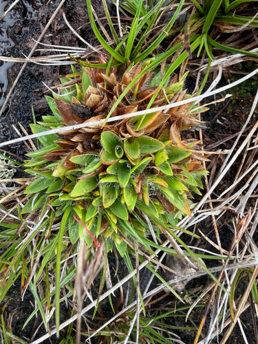 Dichanthelium isachnoides observed 2026-10-23
