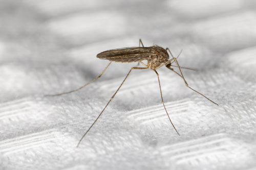 Winter Marsh Mosquito