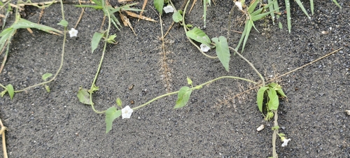 Ipomoea biflora observed 2026-10-24