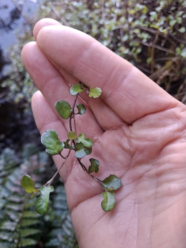Muehlenbeckia axillaris observed 2026-10-24