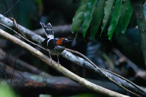 Enicurus ruficapillus observed 2026-10-18
