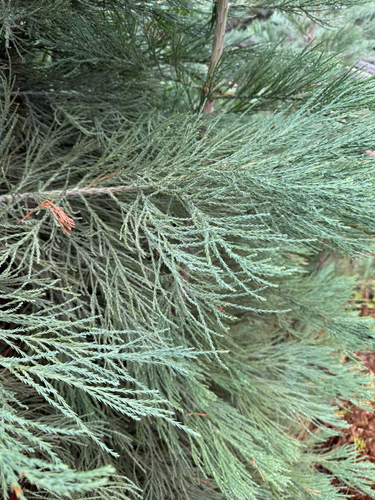Sequoiadendron giganteum observed 2026-10-23