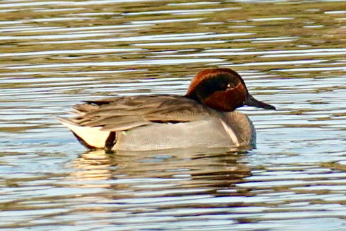 Green-winged Teal photograph by the iNaturalist community