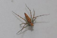Oxyopes fujianicus