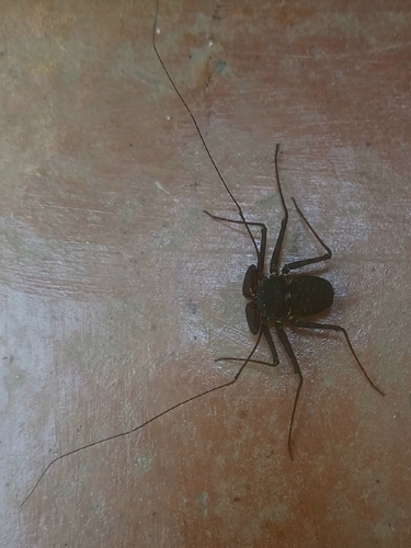 Phrynus operculatus