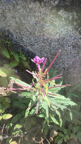 fireweed photograph by the iNaturalist community
