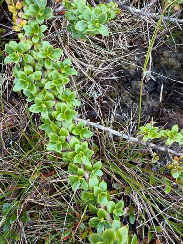 Coprosma elliptica observed 2026-10-23