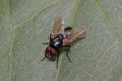 Hydrotaea chalcogaster