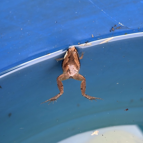 Microhyla fissipes observed 2026-10-24