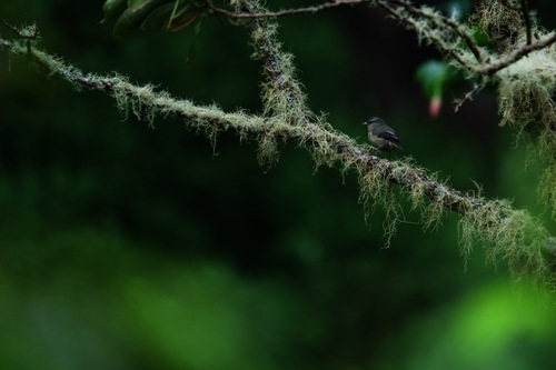 Chlorodrepanis virens observed 2026-10-23
