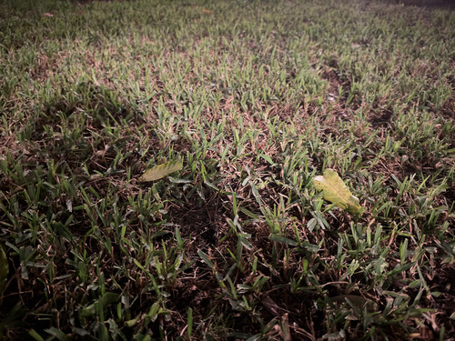 Stenotaphrum secundatum observed 2026-10-23