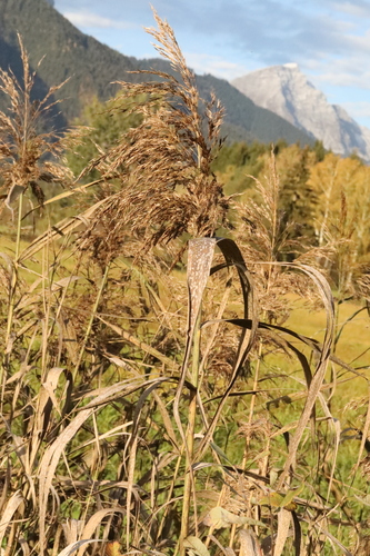common reed photograph by the iNaturalist community