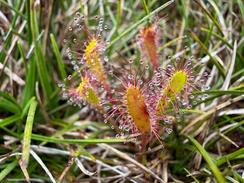 Drosera anglica observed 2026-10-23