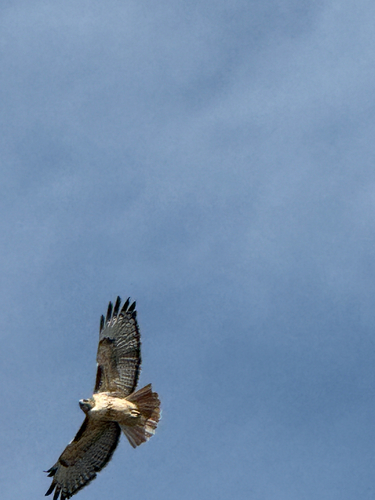 Red-tailed Hawk photograph by the iNaturalist community