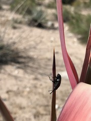 Scyphophorus yuccae