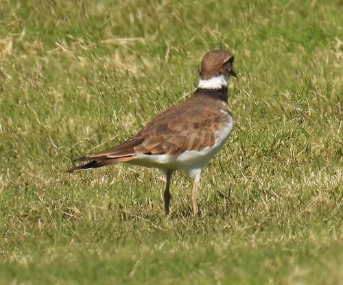 Killdeer photograph by the iNaturalist community