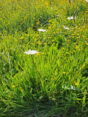 oxeye daisy photograph by the iNaturalist community