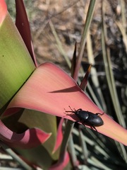 Scyphophorus yuccae