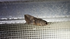Hypena scabra