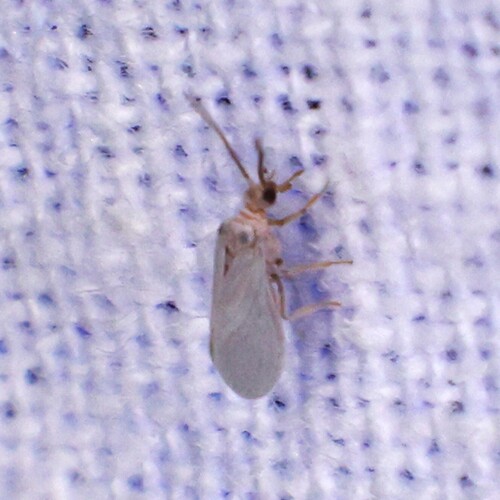 Coniopteryx maculithorax