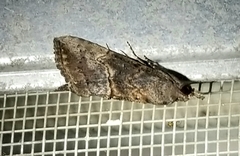 Hypena scabra