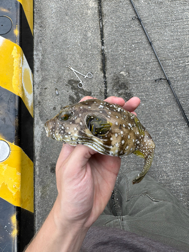 Arothron hispidus observed 2026-10-24