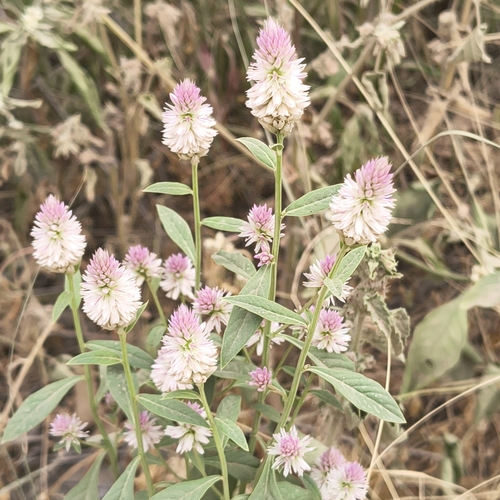 Celosia argentea observed 2026-10-24