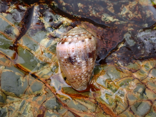 Conus coronatus observed 2026-10-24