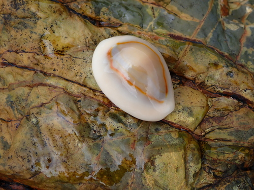Monetaria annulus observed 2026-10-24