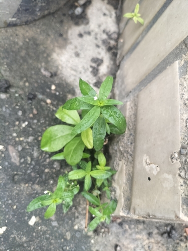 Oldenlandia corymbosa observed 2026-10-24