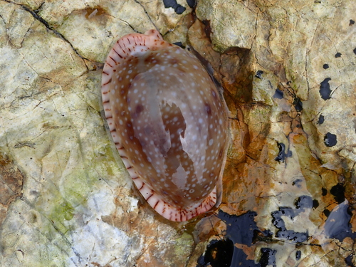Cypraea erosa observed 2026-10-24