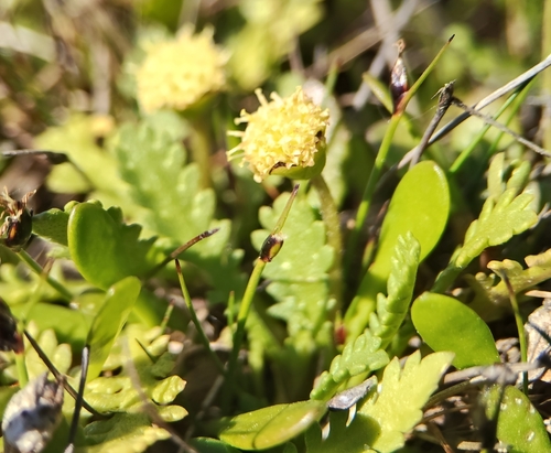 Leptinella dioica observed 2026-10-24