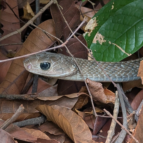 Ptyas carinata observed 2026-10-24