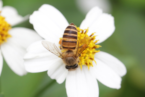 Asian Honey Bee, photo 3 of 10