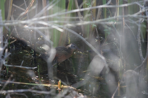 Virginia Rail