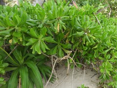 Pittosporaceae
